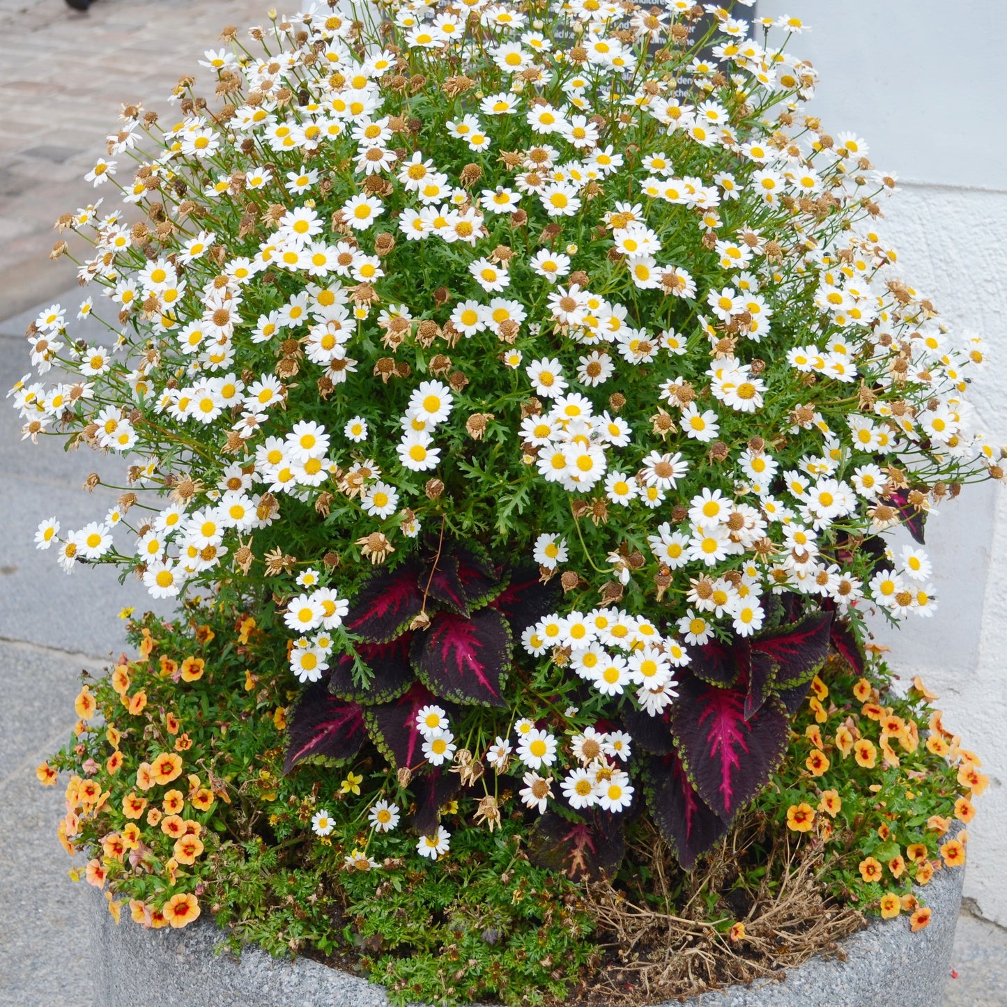 1000 GERMAN CHAMOMILE Matricaria Recutita Chamomilla Herb Flower Seeds - Blessings Grow Meadows -