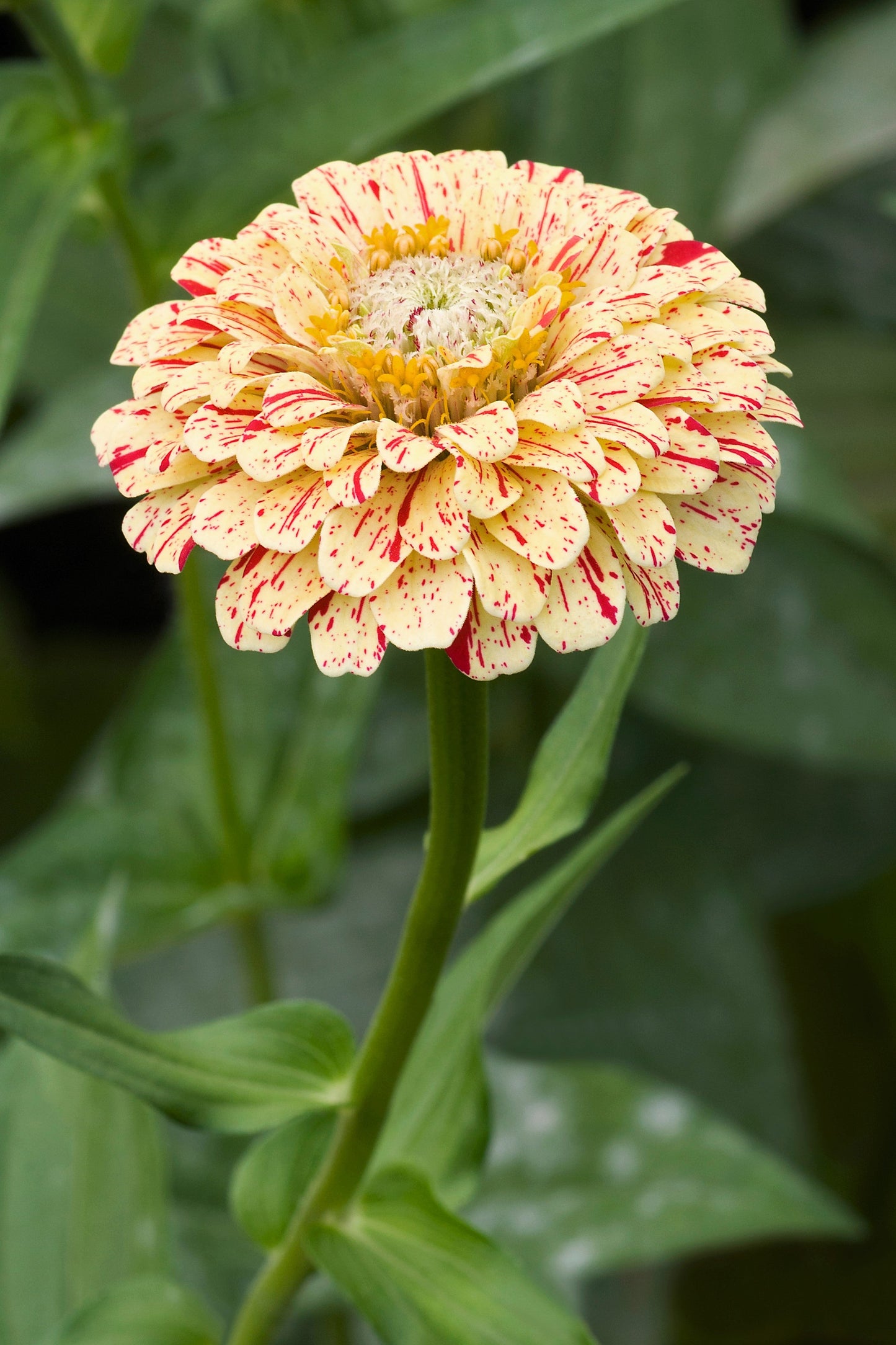 150 PEPPERMINT STICK ZINNIA Mix Mixed Colors Red Stripe Elegans Flower Seeds - Blessings Grow Meadows -