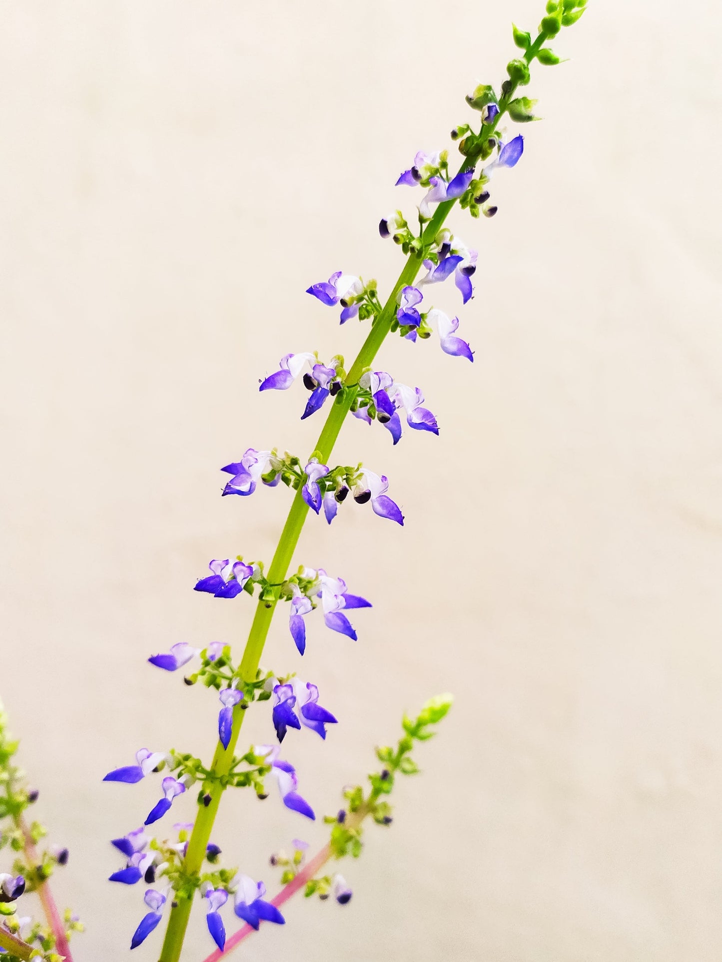 20 BLACK DRAGON COLEUS Solenostemon Scutellarioides Painted Nettle Maroon & Black Shade Flower Seeds - Blessings Grow Meadows