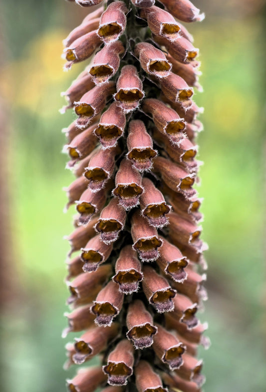 20 MILK CHOCOLATE FOXGLOVE Spanish Digitalis Parviflora Red Brown Flower Seeds - Blessings Grow Meadows -