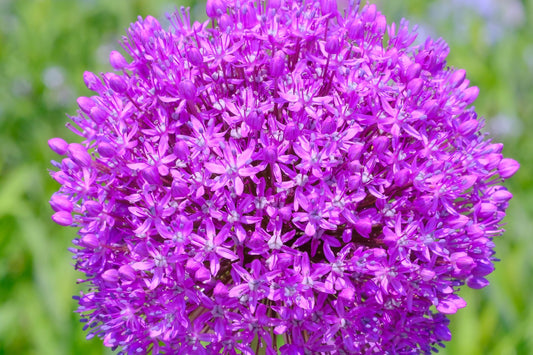 25 GIANT ALLIUM Allium Giganteum Purple Globe Flower Seeds - Blessings Grow Meadows -