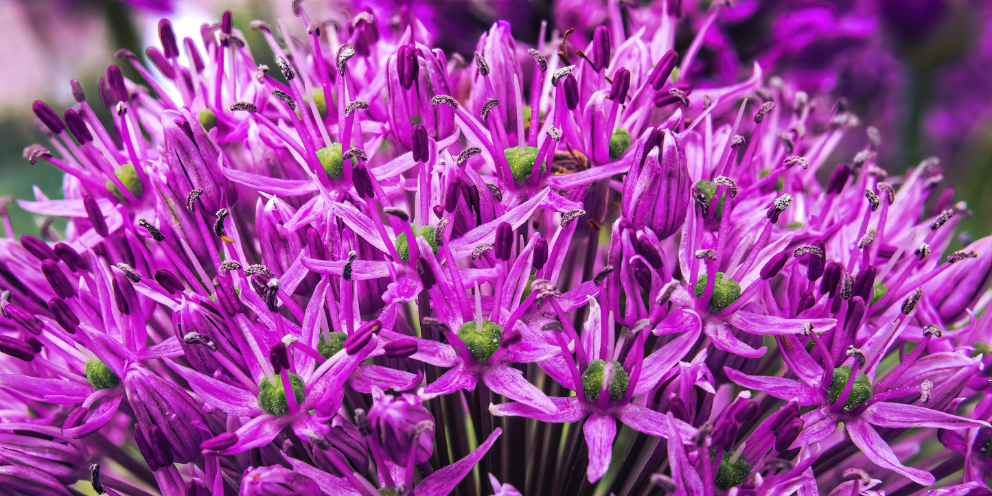 25 GIANT ALLIUM Allium Giganteum Purple Globe Flower Seeds - Blessings Grow Meadows -