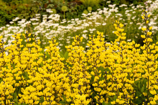 25 YELLOW WILD INDIGO Baptisia Tinctoria False Indigo Flower Seeds - Blessings Grow Meadows -
