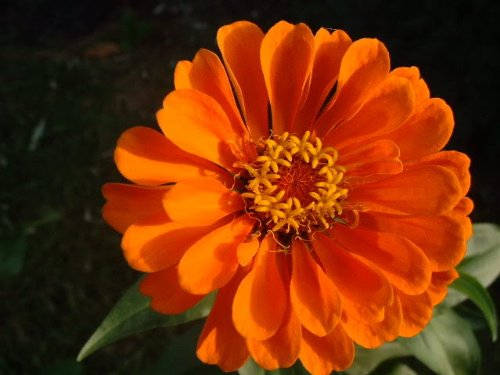 250 ORANGE CLASSIC ZINNIA Elegans (Narrow Leaf Zinnia / Creeping Zinnia) Flower Seeds - Blessings Grow Meadows