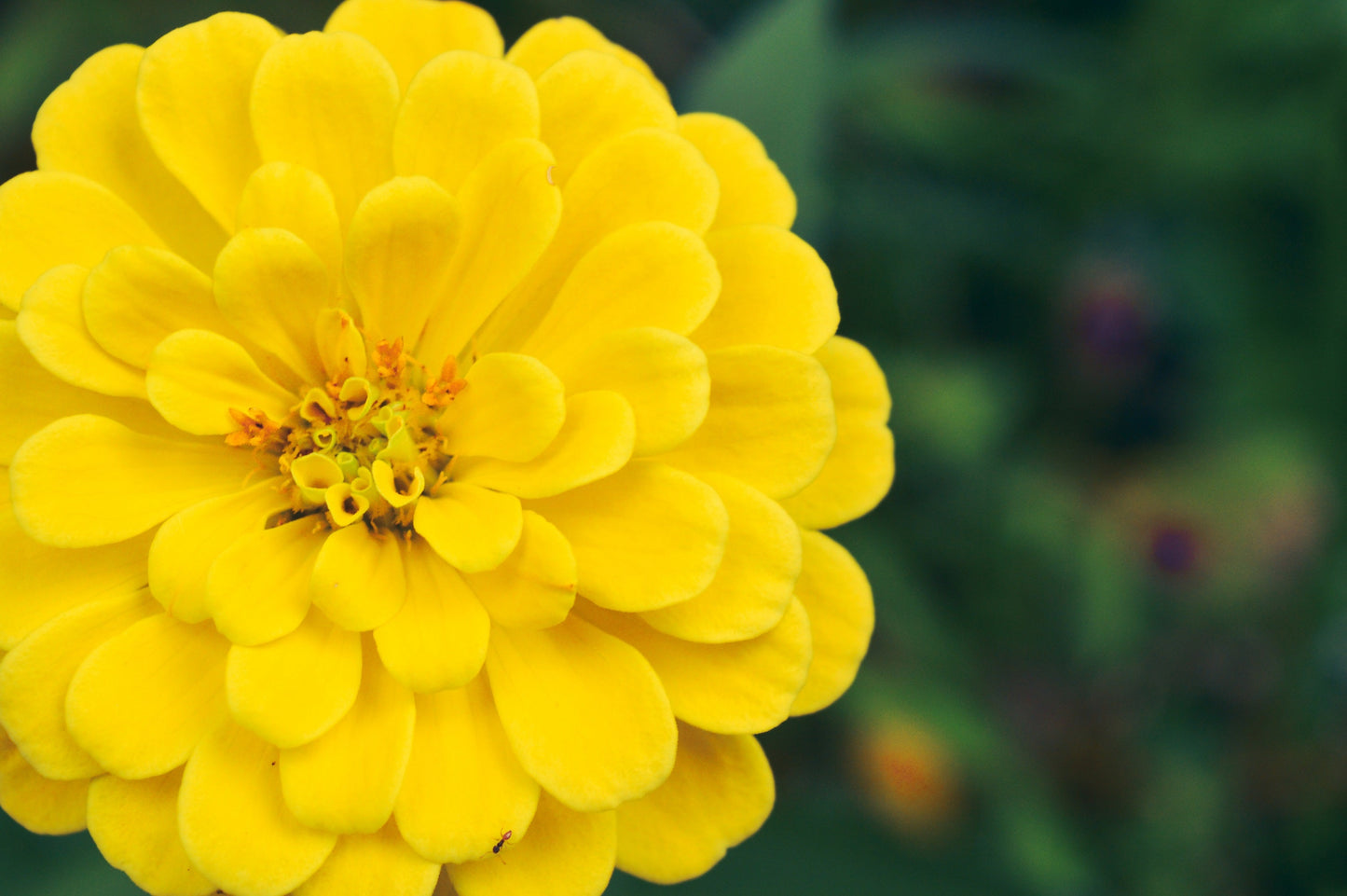 250 Yellow CANARY BIRD ZINNIA Elegans Flower Seeds - Blessings Grow Meadows -