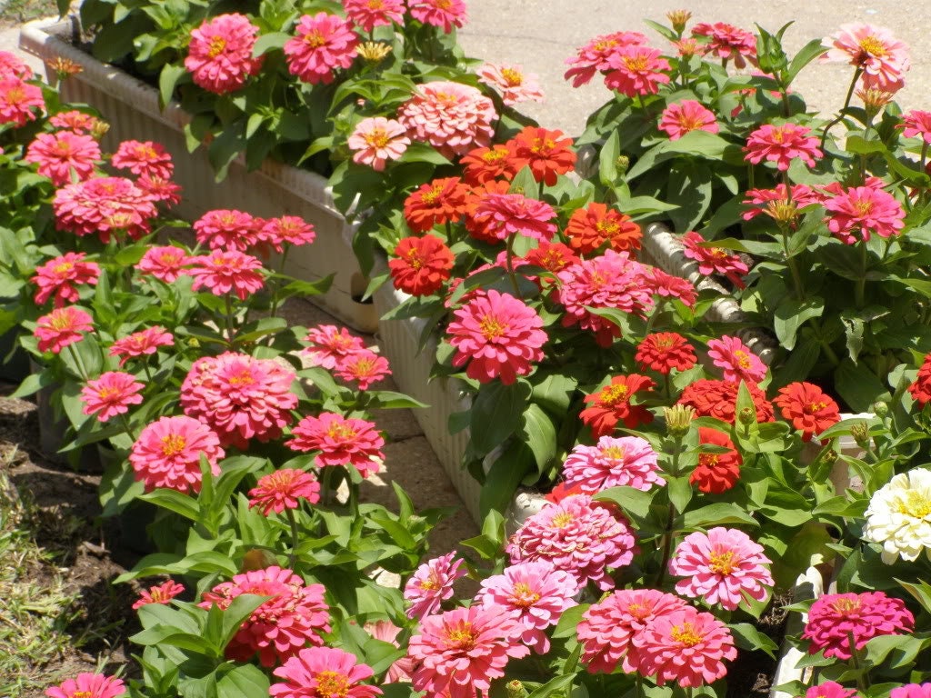 250 ZIN MASTER ZINNIA Mix Elegans Mixed Colors Flower Seeds - Blessings Grow Meadows -