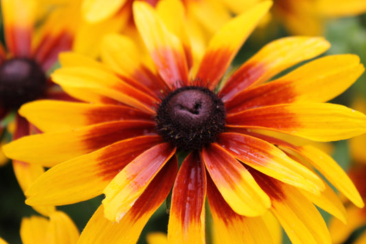 4000 Indian Summer GLORIOSA DAISY Rudbeckia Hirta Red Yellow Brown Flower Seeds - Blessings Grow Meadows -