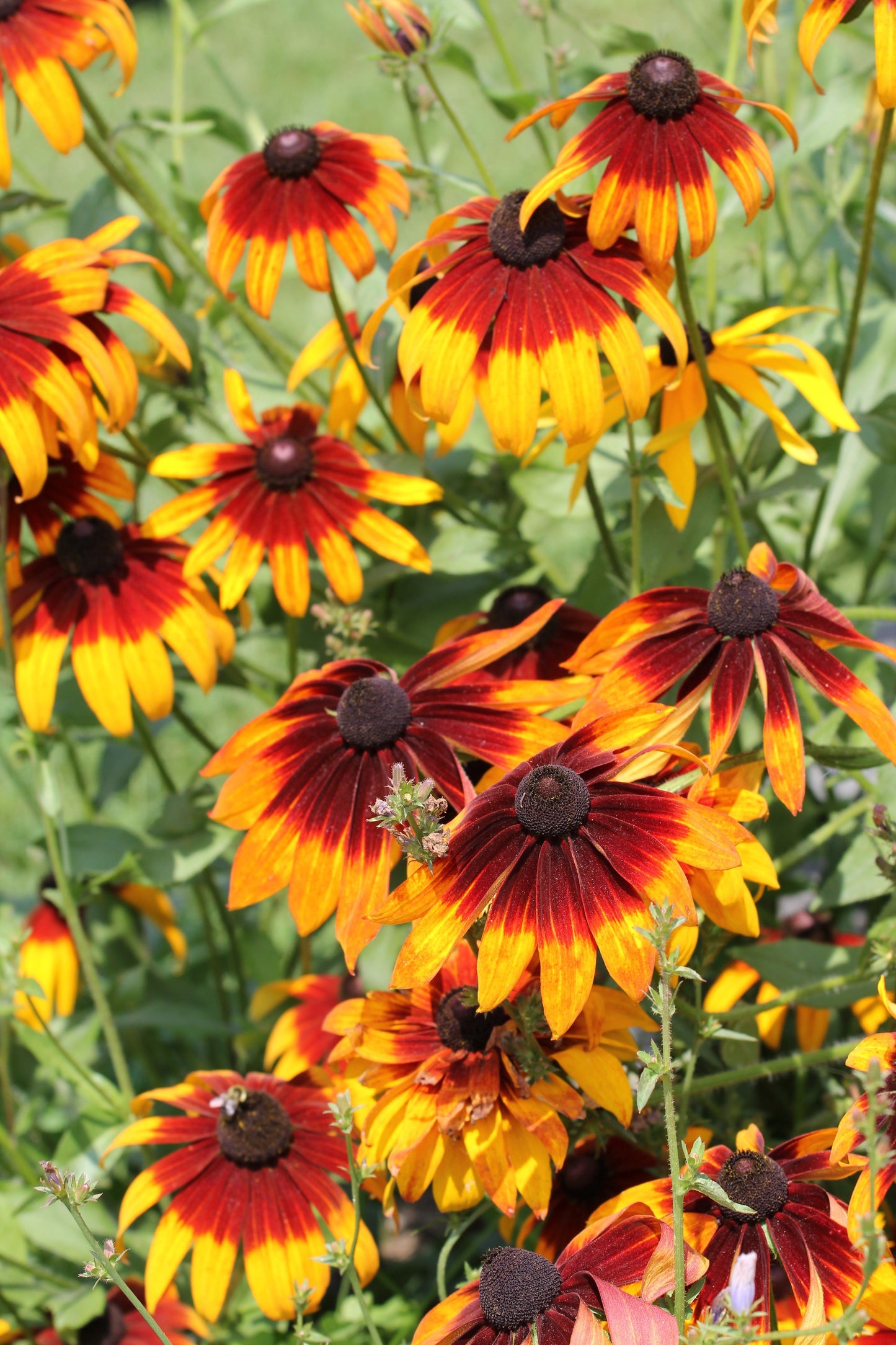 4000 Indian Summer GLORIOSA DAISY Rudbeckia Hirta Red Yellow Brown Flower Seeds - Blessings Grow Meadows -