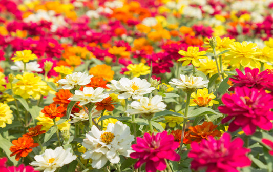 150 DWARF THUMBELINA ZINNIA Elegans Mixed Colors Flower Seeds