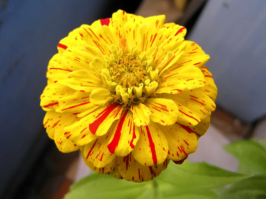 150 CANDY STRIPE ZINNIA Mix Elegans Flower Seeds Mixed Colors with Red Stripes