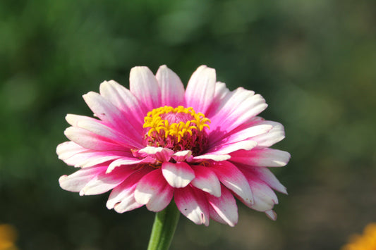 50 CAROUSEL MIX ZINNIA Elegans Carrousel Whirligig Mixed Colors Bicolor Flower Seeds