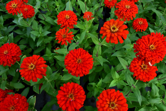 250 Red CHERRY QUEEN ZINNIA Elegans Flower Seeds