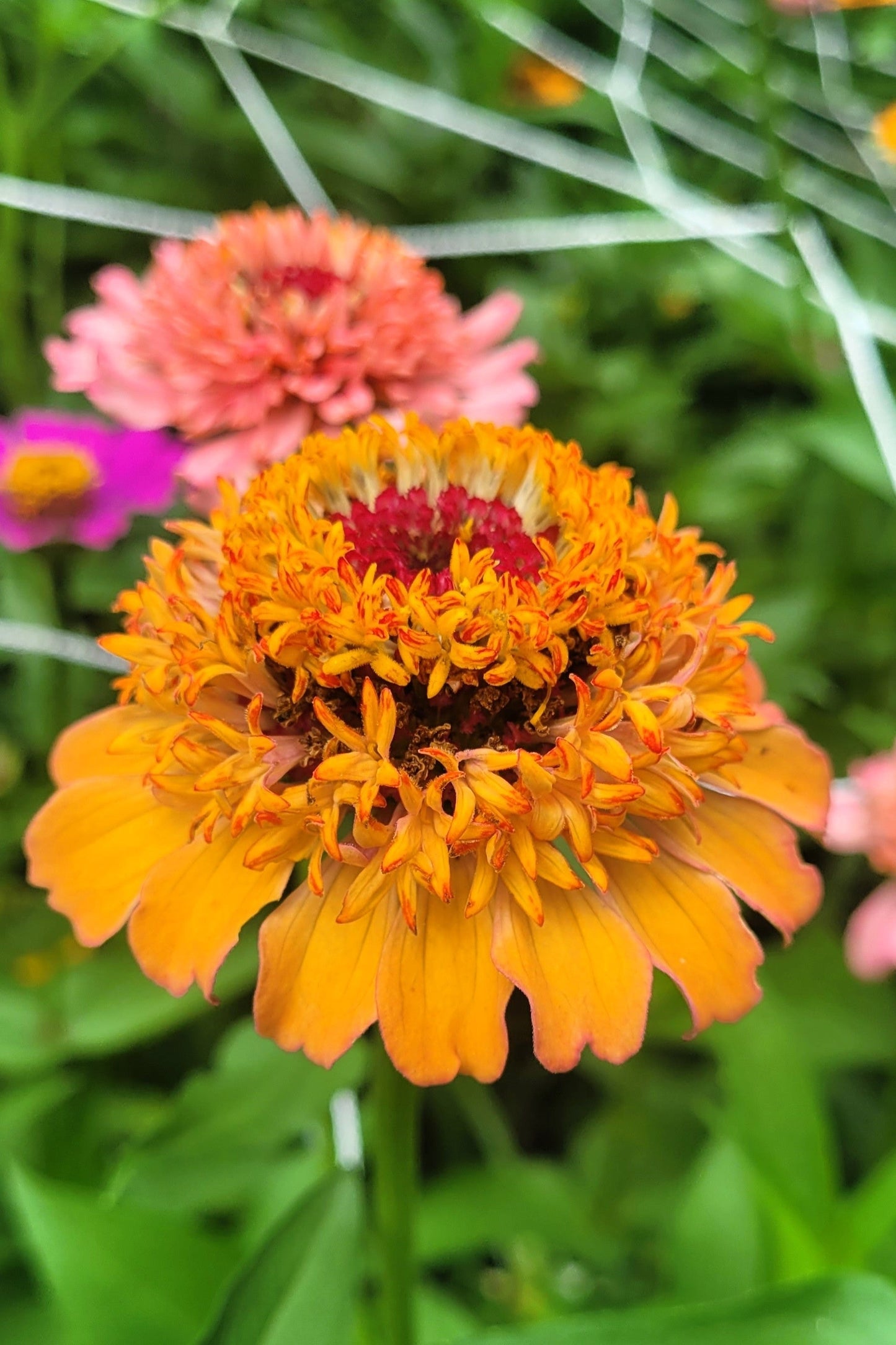 100 Mixed Colors SCABIOSA ZINNIA Elegans Red, Pink, Purple, Yellow, White, & Orange Flower Seeds - Blessings Grow Meadows