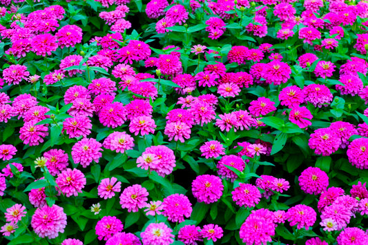 250 PURPLE PRINCE ZINNIA Elegans Flower Seeds