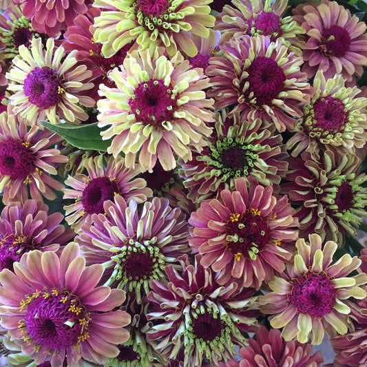 20 Organic QUEENY LIME MIX ZINNIA Elegans Mixed Colors Red Orange Yellow Pink Green Queen Flower Seeds