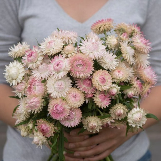 Silvery Rose Strawflower - Blessings Grow Meadows