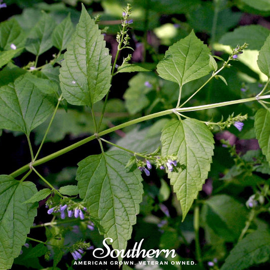 Official Mad Dog Skullcap seeds from Southern Seeds, 50 seeds of Scutellaria lateriflora, shown in a close-up image.