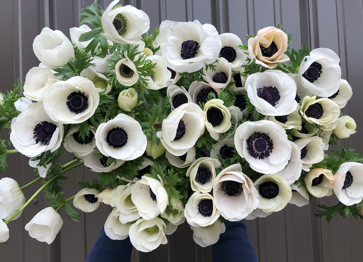 Pack of 10 Anemone Panda corms from Sunny Meadows Flower Farm, fall bulbs for vibrant spring blooms