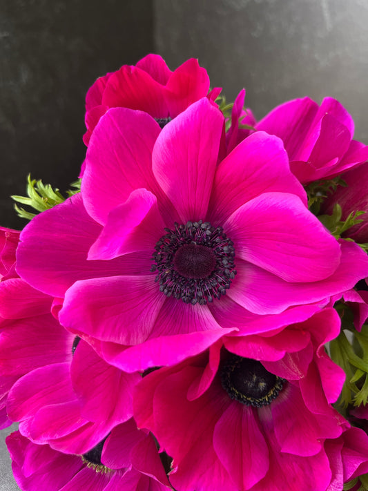 Pack of 10 pink Anemone corms from Sunny Meadows Flower Farm, ideal for fall planting and vibrant garden displays.