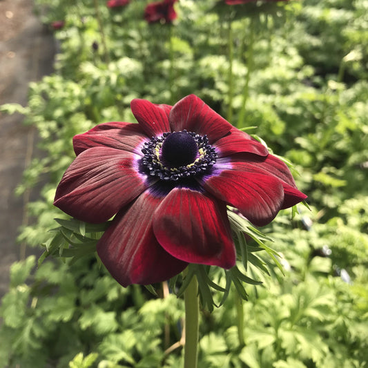 Pack of 10 Anemone Corms in wine color, fall bulbs from Sunny Meadows Flower Farm, ideal for garden planting and vibrant blooms.
