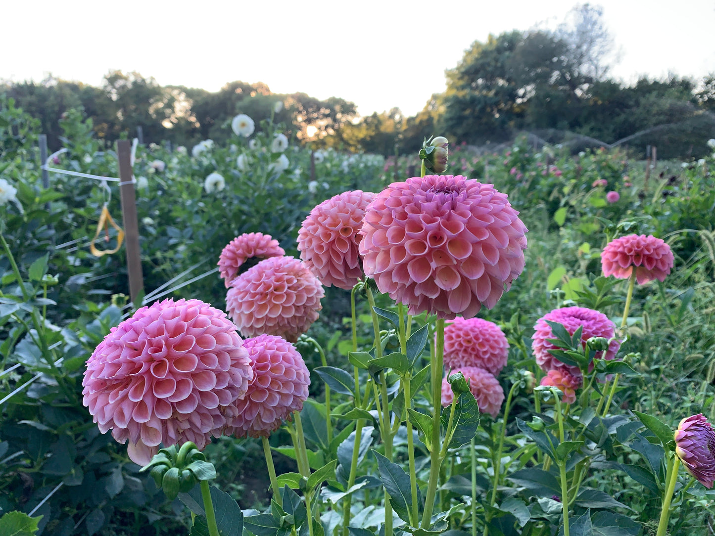 Dahlia Jowey Winnie-3 Rooted Cuttings