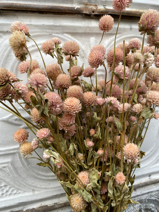 Dried Gomphrena Blush flower from Sunny Meadows Flower Farm, showing pinkish-purple globe-shaped flower heads.