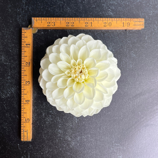 Dahlia Tuber Boom Boom White