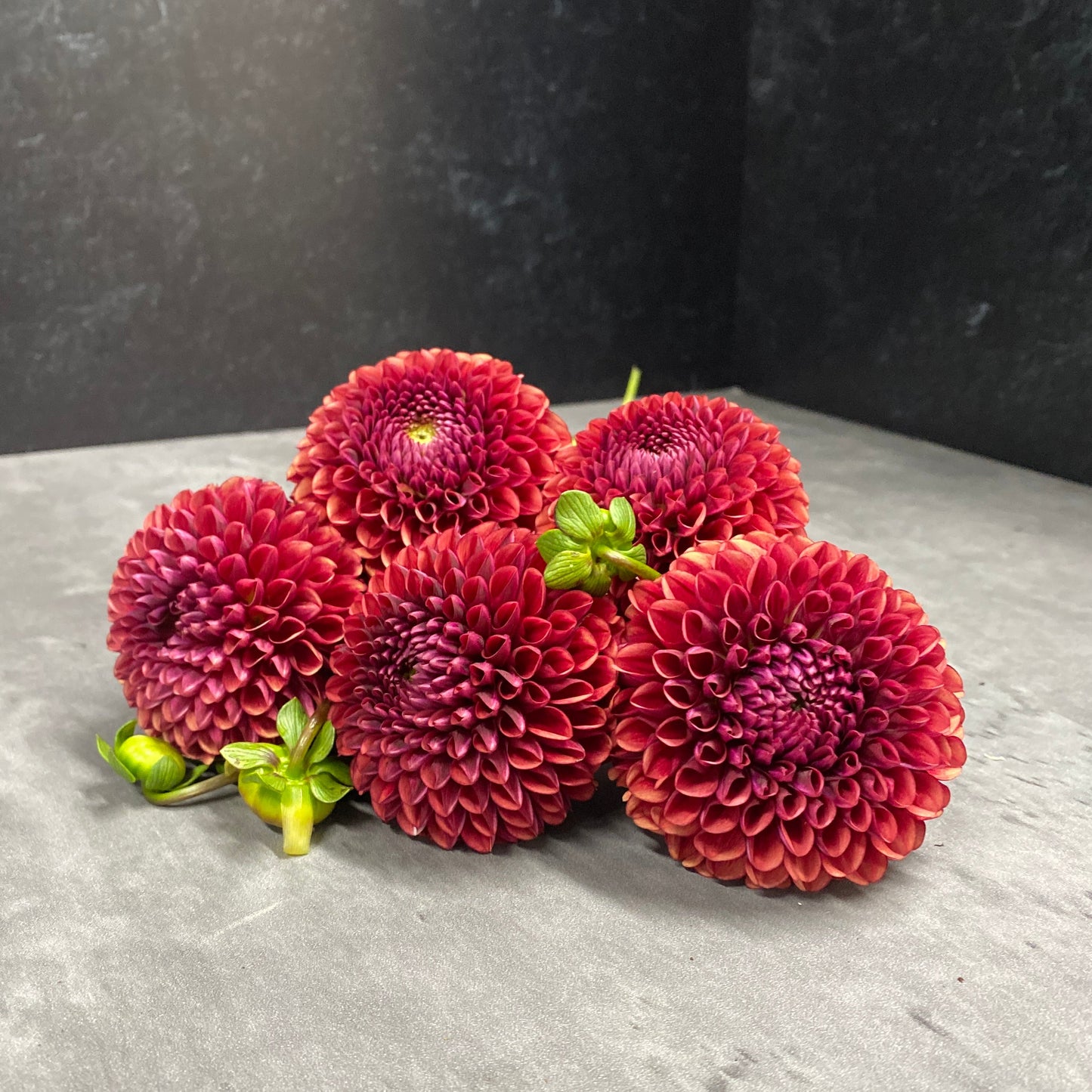 Dahlia Tuber Copper Boy