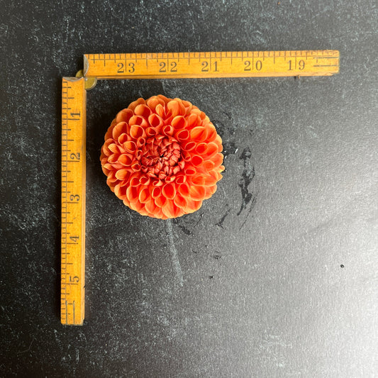 Dahlia Tuber Cornel Bronze