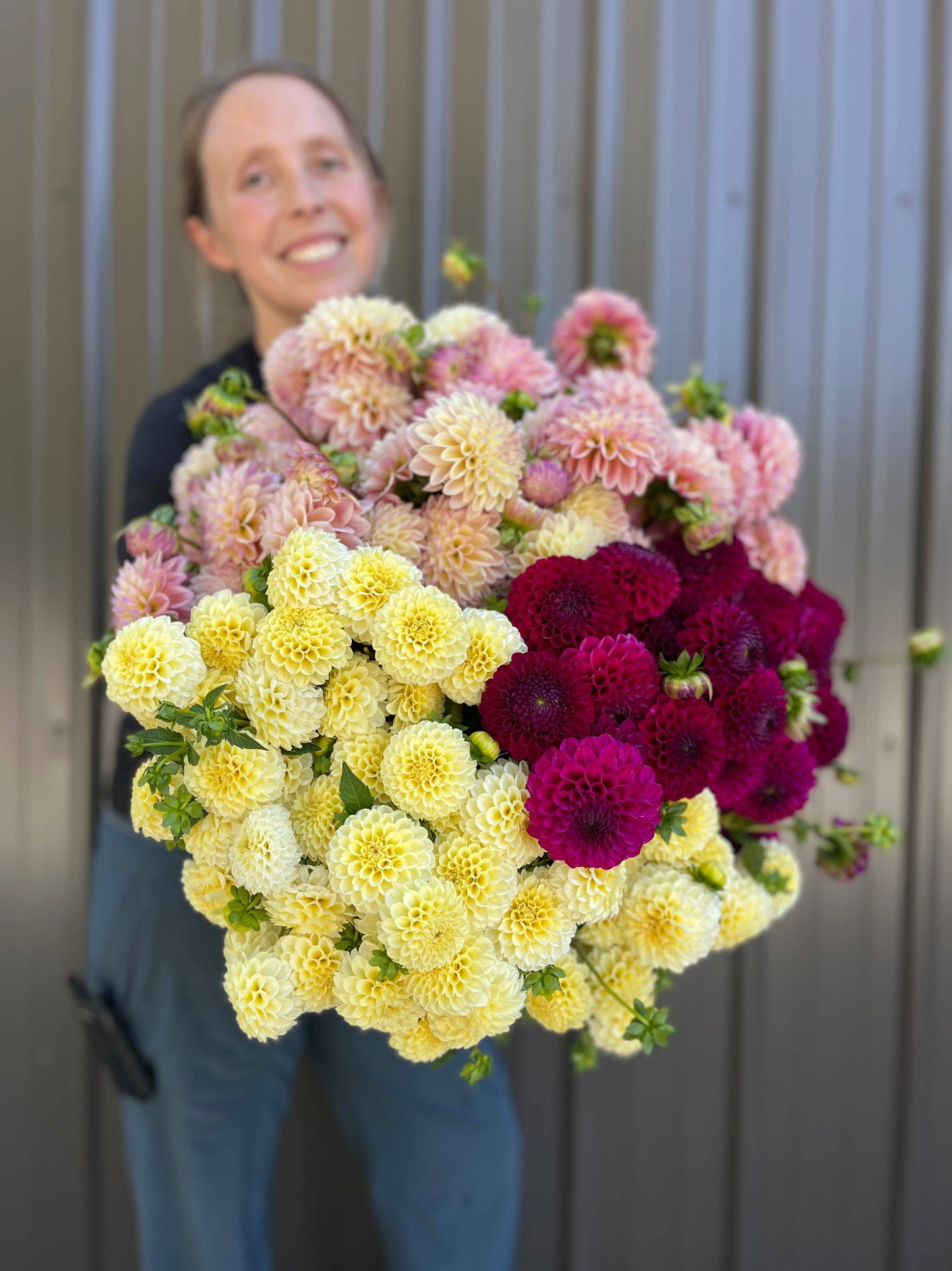 Dahlia Tuber Mix-Grab Bag-10 Tubers