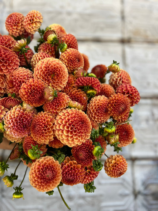 Dahlia Hy Suntan-3 Rooted Cuttings