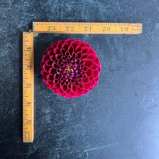 Dahlia Tuber Ivanetti