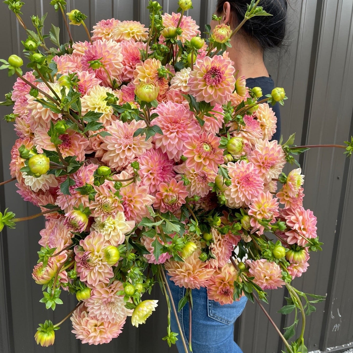Dahlia Lark's Ebbe-3 Rooted Cuttings
