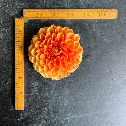 Dahlia Tuber Maarn