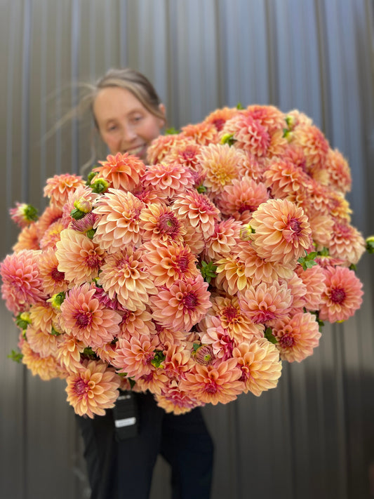 Dahlia Tuber Miss Amara