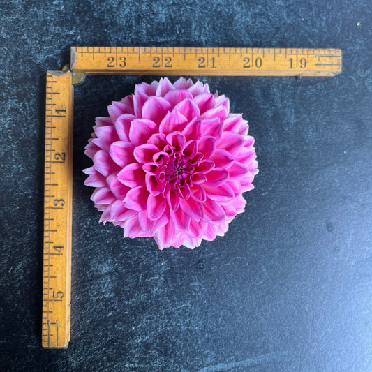 Dahlia Tuber Peter