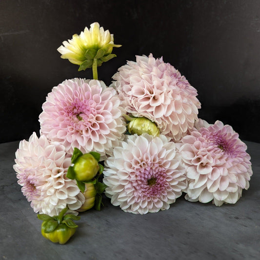 Dahlia Pink Pearl-3 Rooted Cuttings