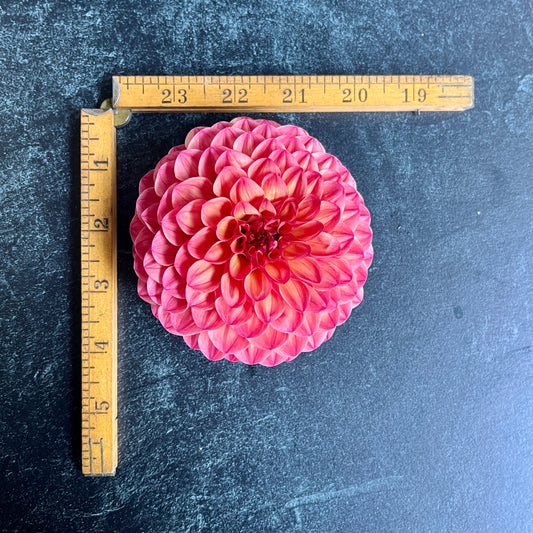 Dahlia Tuber Robin Hood