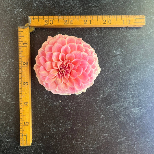 Dahlia Tuber Rock Run Ashley