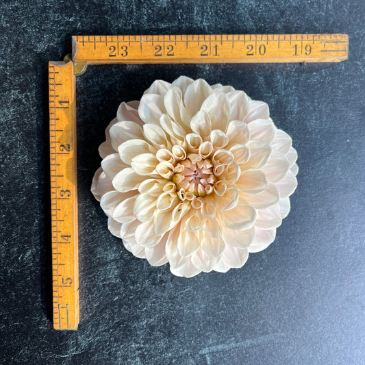 Dahlia Tuber Sweet Nathalie
