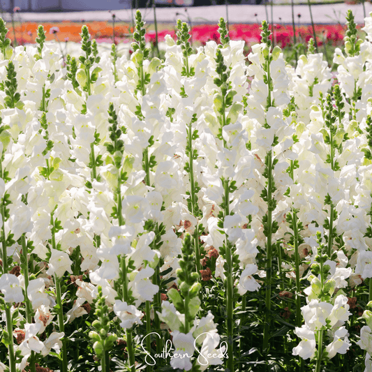 Snowflake Snapdragon Antirrhinum majus seeds from Southern Seeds, showing small seed images on a white background.