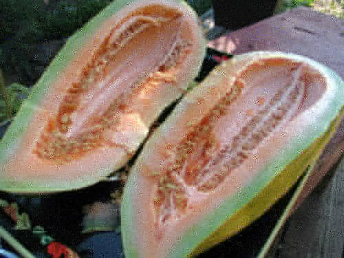 Banana Cantaloupe Seeds - Blessings Grow Meadows