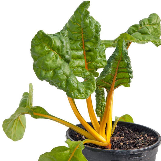 Five Color Silverbeet Chard Seeds (Organic) - Blessings Grow Meadows