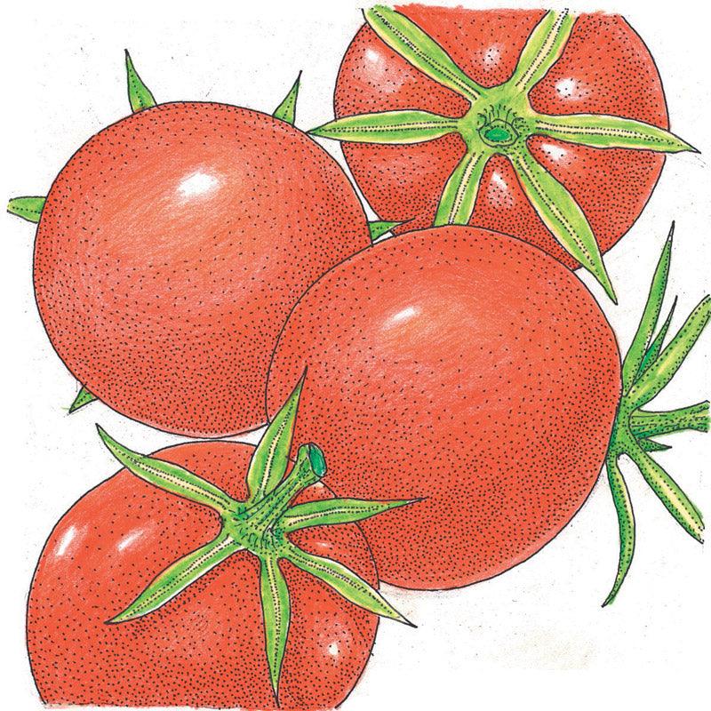 Burbank Tomato Seeds (Organic) - Blessings Grow Meadows
