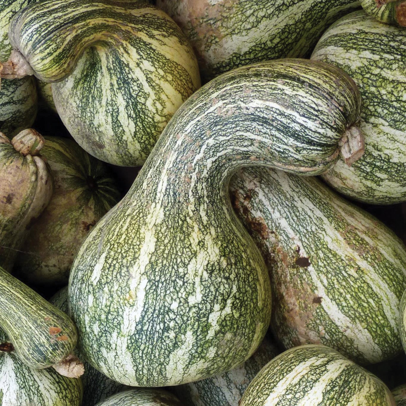 Green Stripe Cushaw Squash - Blessings Grow Meadows