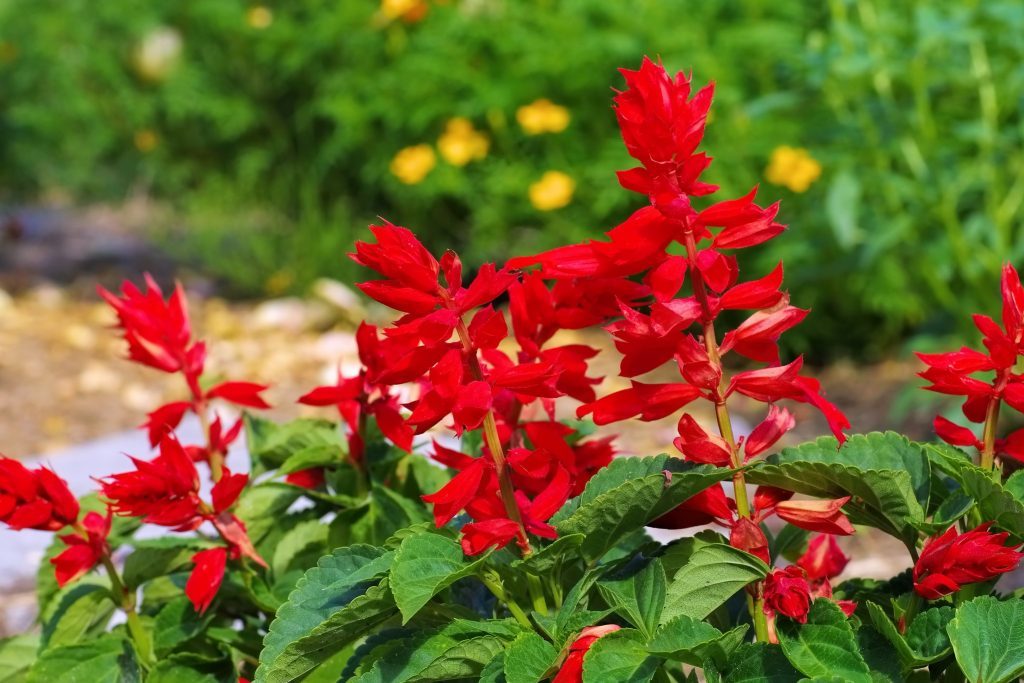 St. John Fire Salvia - Blessings Grow Meadows