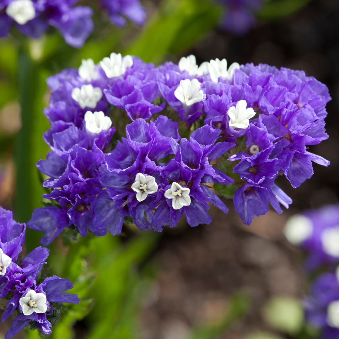 Blue Statice flower seed packet from John's Plant Adventures, showcasing vibrant purple-blue dried flower blooms.