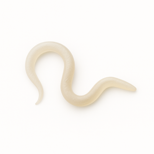 Sf Nematodes - Fungus Gnat Exterminators - FGMN Nursery ~ Blessings Grow Meadows