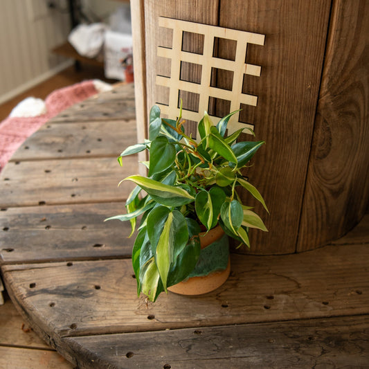 Still Magnolia plant trellis grid supports climbing plants with a sturdy metal design, ideal for garden or outdoor use.