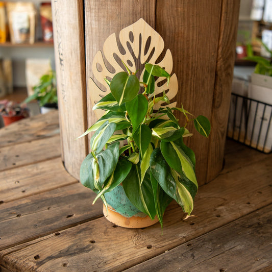 Still Magnolia plant trellis featuring a decorative Monstera leaf design, ideal for supporting and showcasing indoor plants.